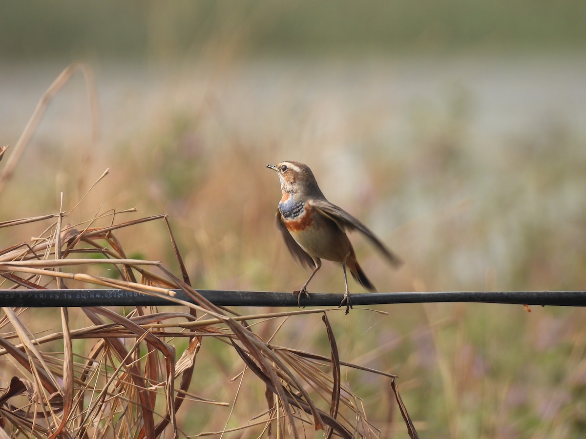 Blaukehlchen - ML646512524