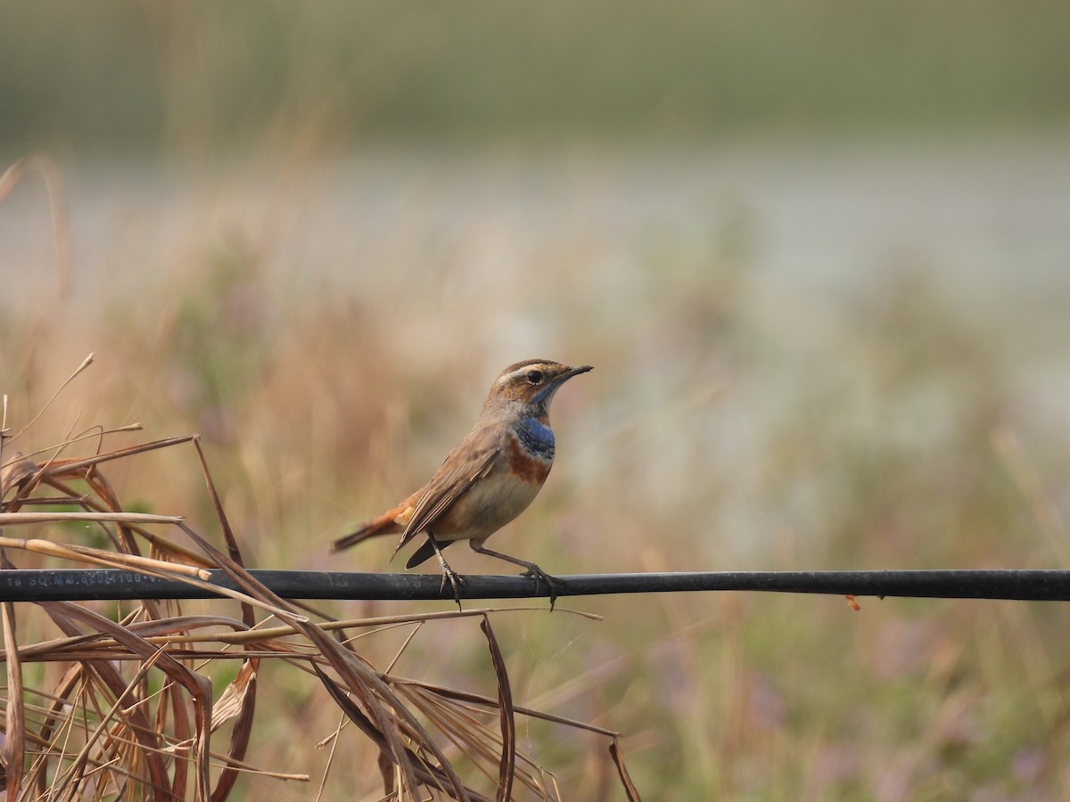 Blaukehlchen - ML646512525