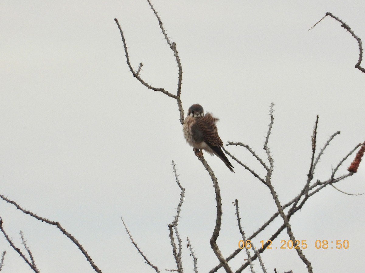 American Kestrel - ML646512526
