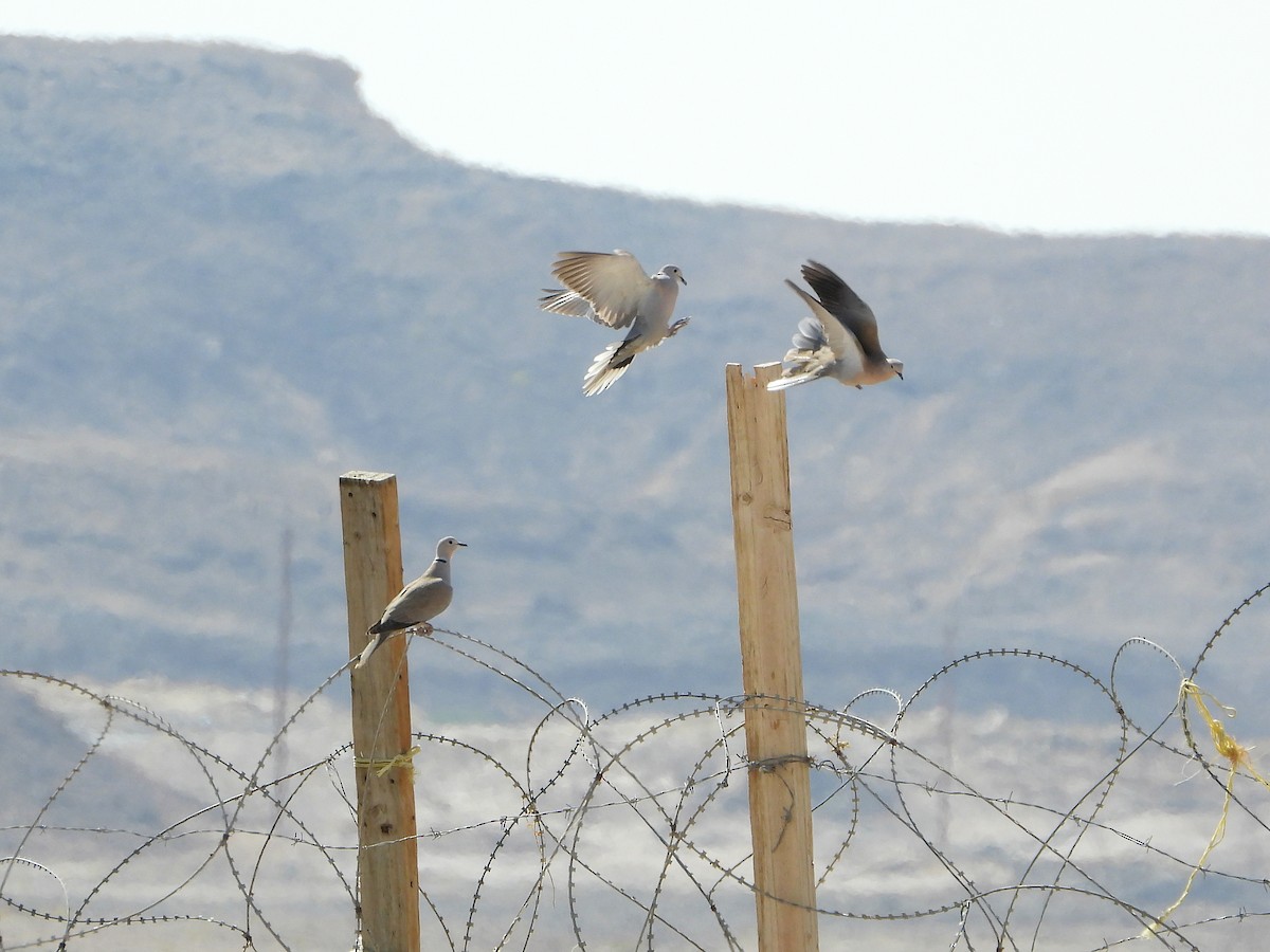 tyrkerdue - ML646512527