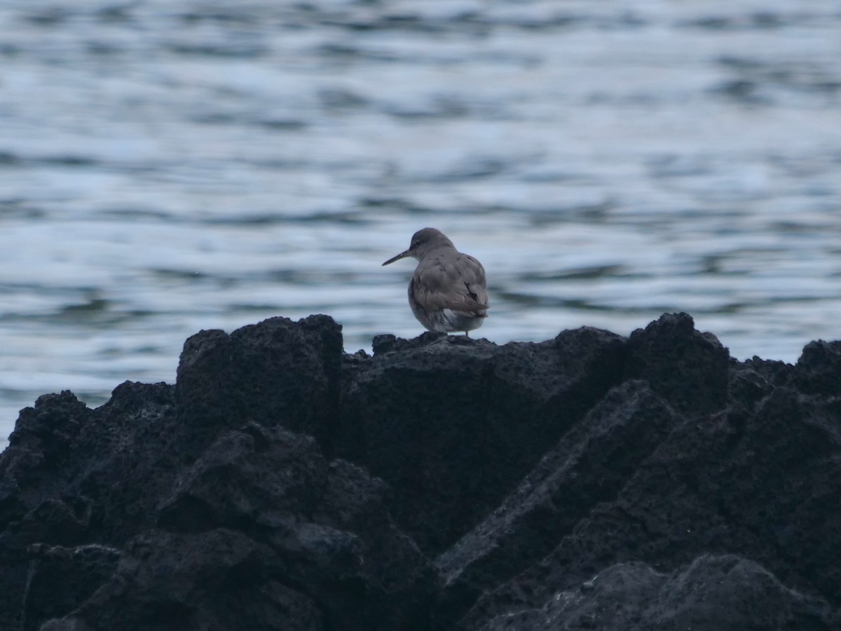 Playero de Alaska - ML646512529