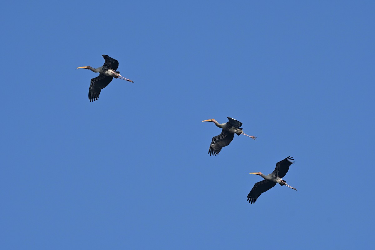 Painted Stork - ML646512531