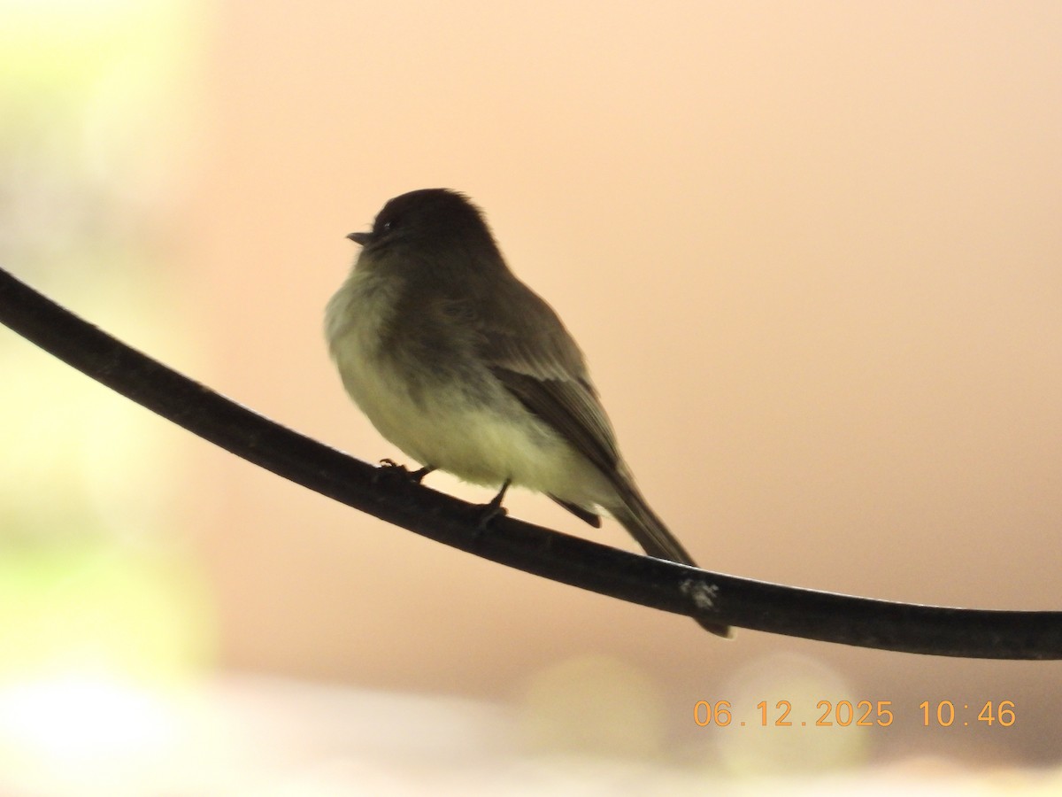 Eastern Phoebe - ML646512539