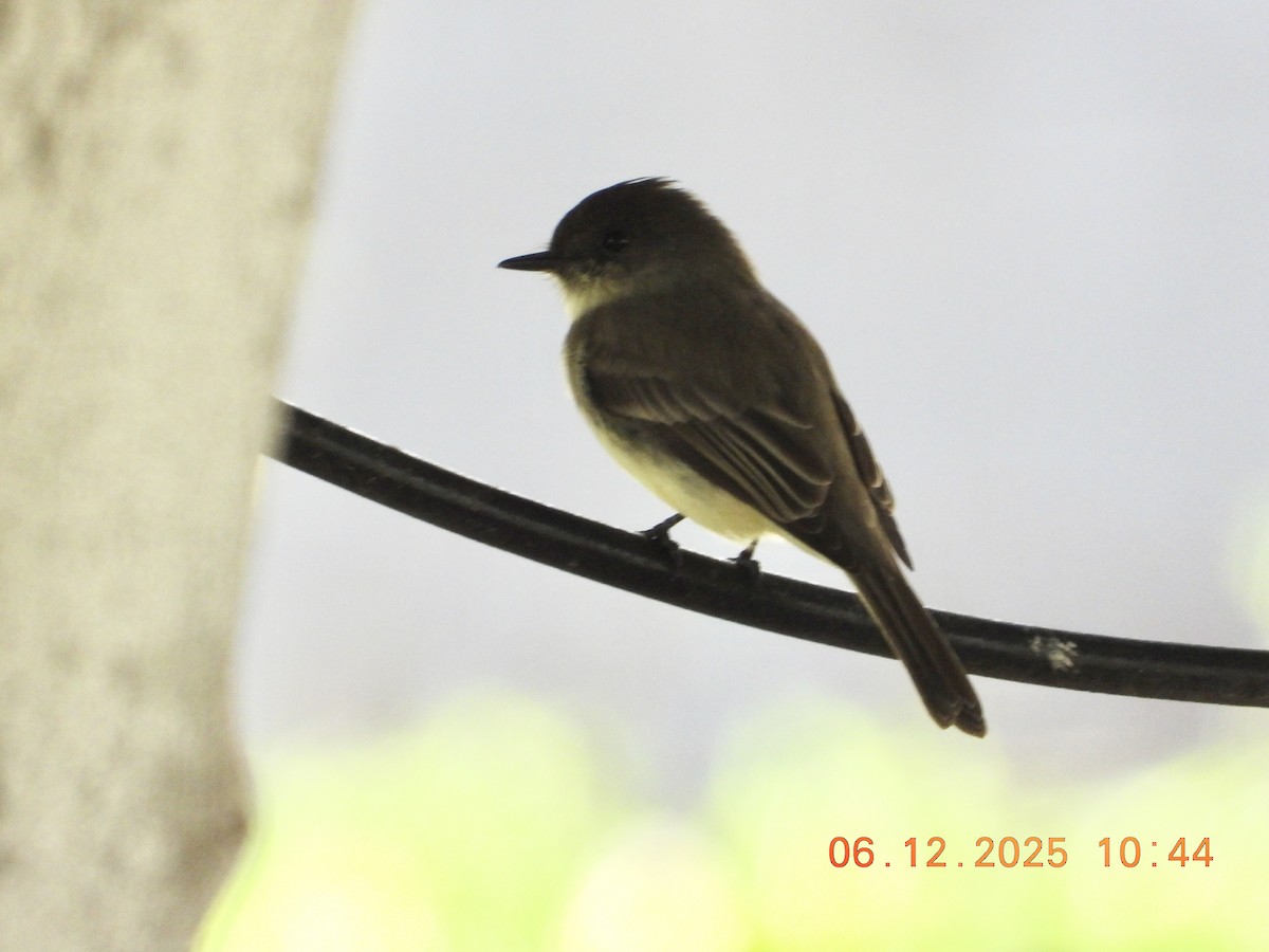 Eastern Phoebe - ML646512556