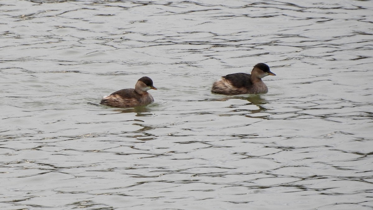 Grèbe castagneux - ML646512557