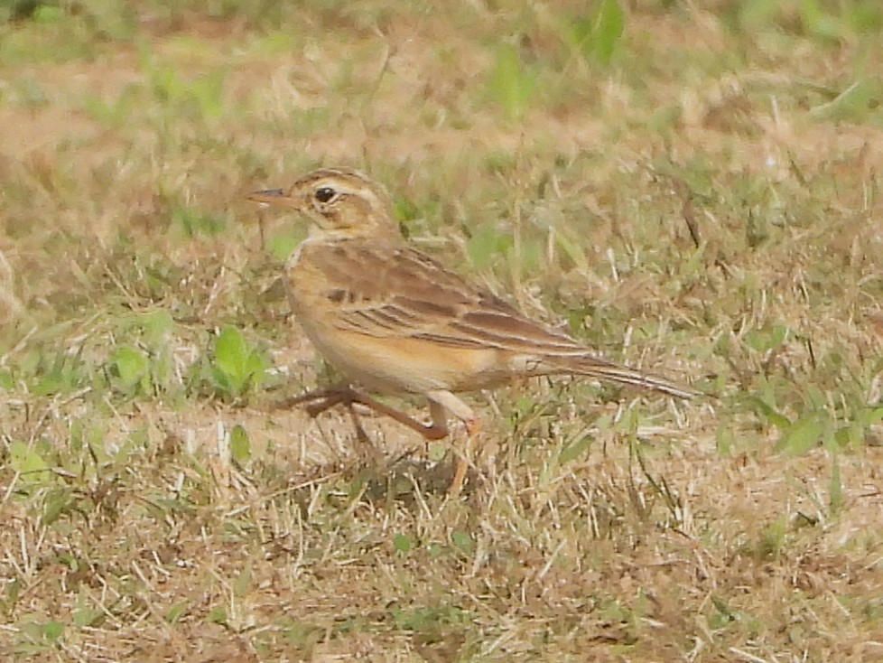 פפיון הודי - ML646512558
