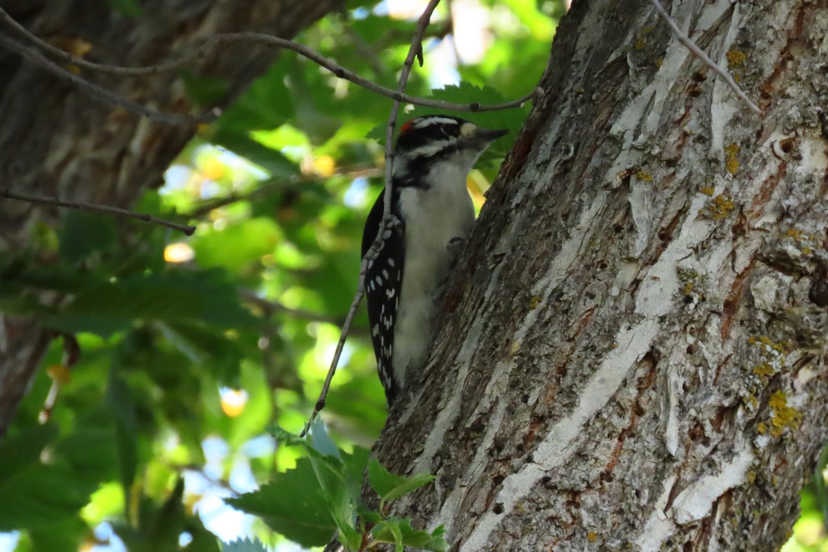 Dunenspecht - ML646512559