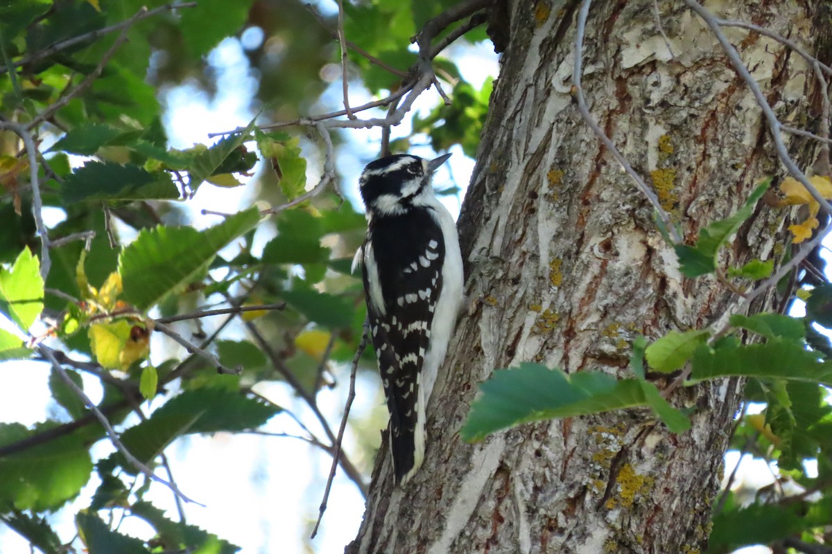 Dunenspecht - ML646512560