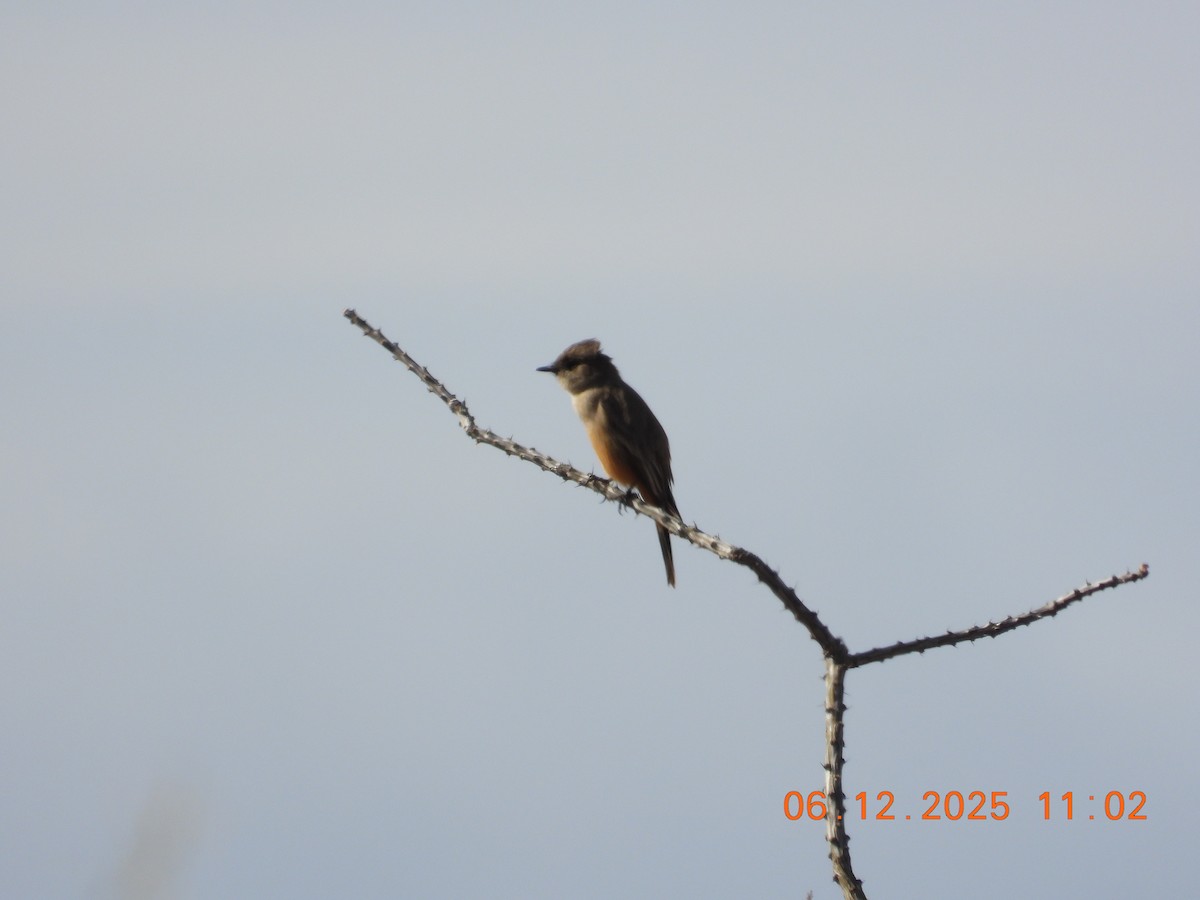 Say's Phoebe - ML646512565