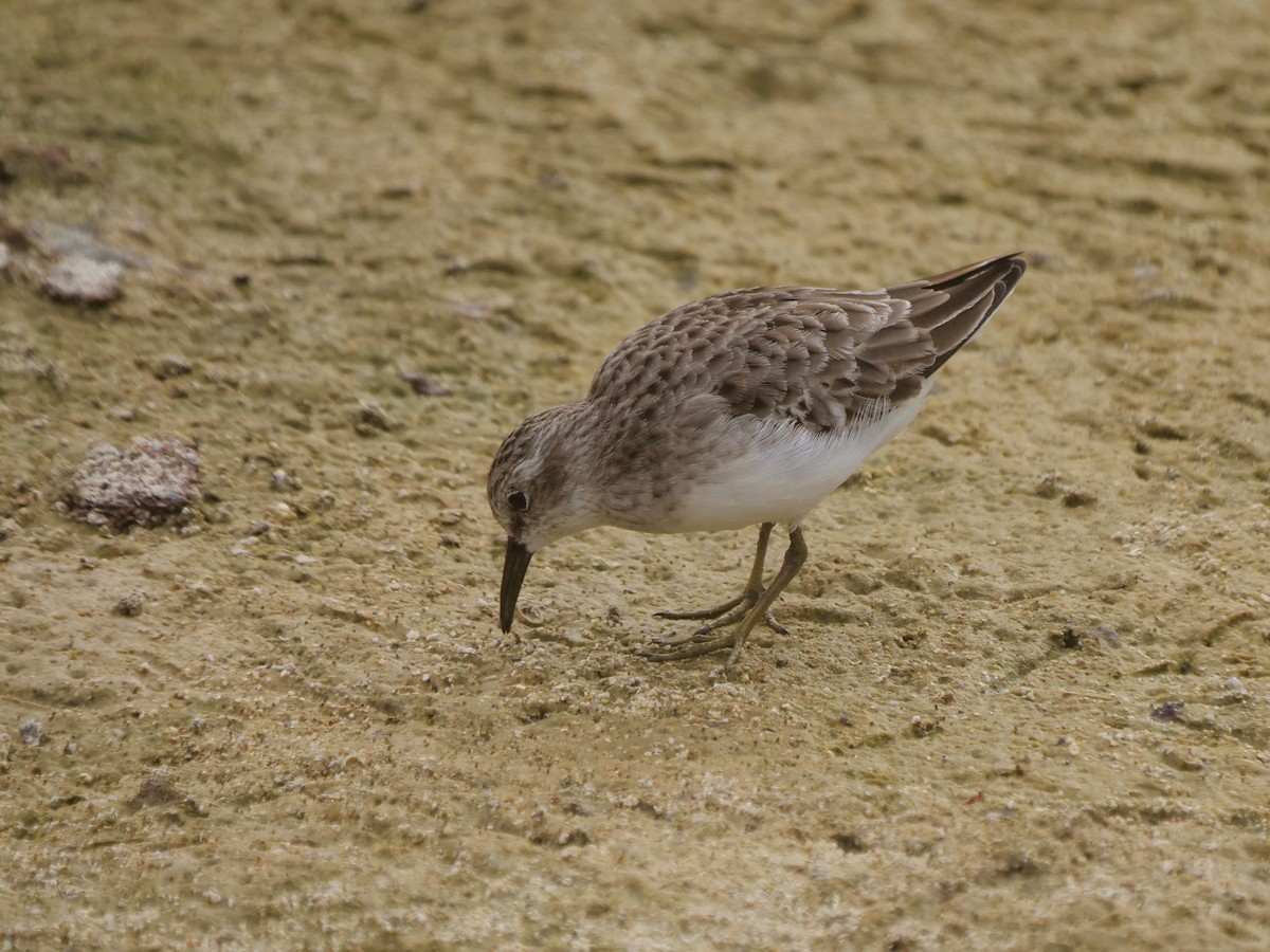 Correlimos Menudillo - ML646512566