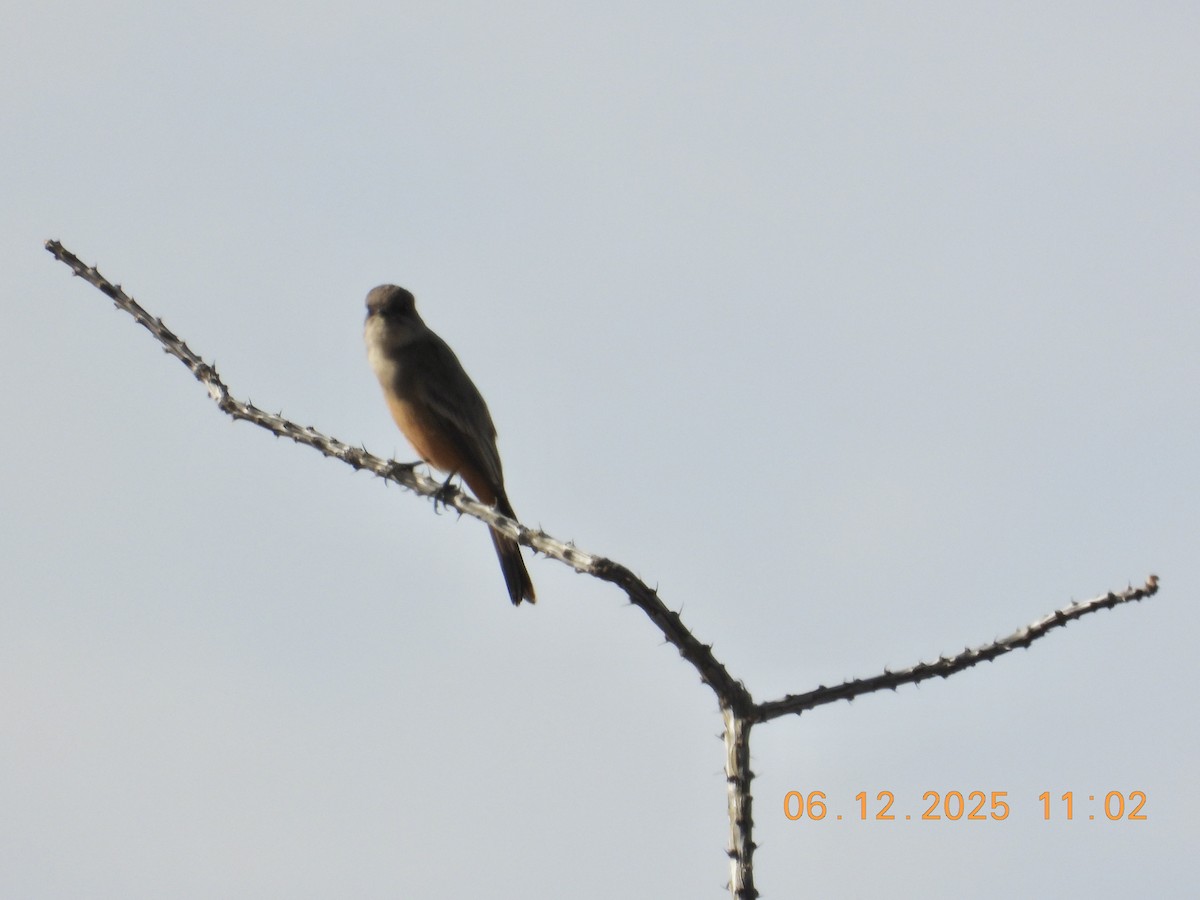 Say's Phoebe - ML646512567