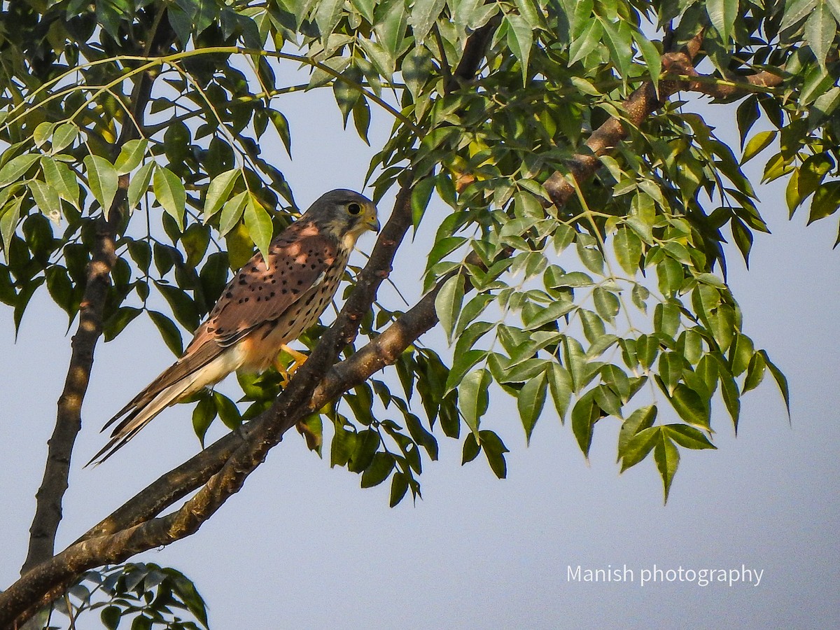 Kerkenez - ML646512568