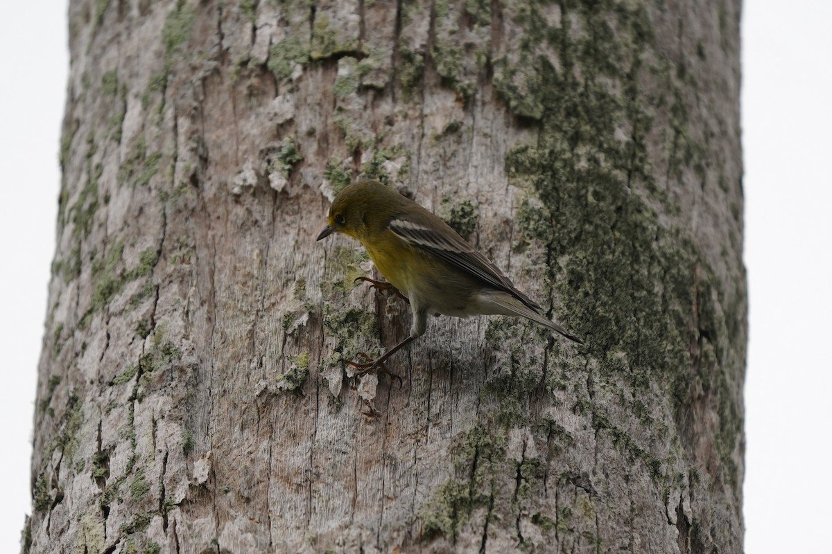 lesňáček borovicový - ML646512570