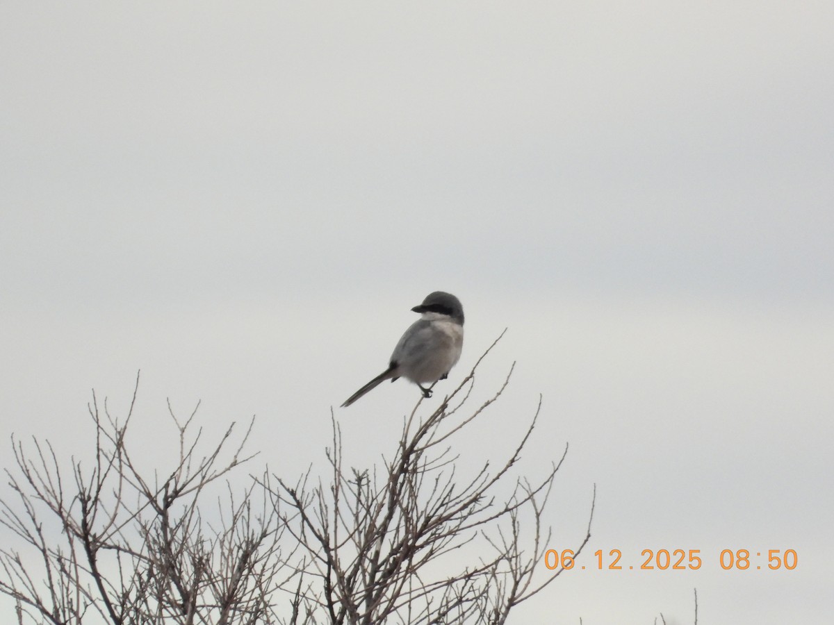 Loggerhead Shrike - ML646512573