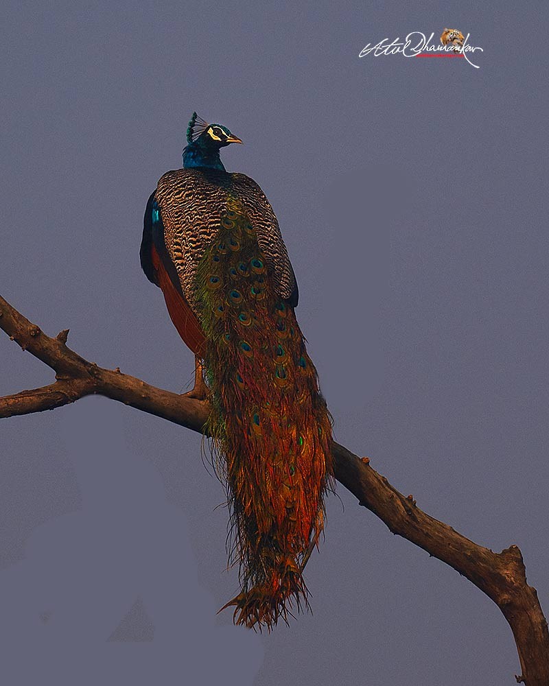 Indian Peafowl - ML646512575