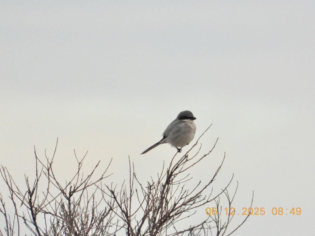 Loggerhead Shrike - ML646512577