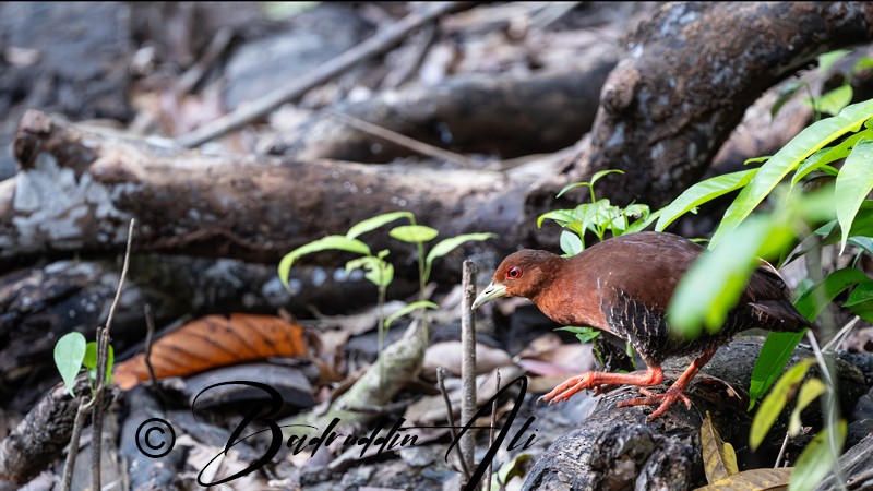 Great Nicobar Crake (undescribed form) - ML646512582