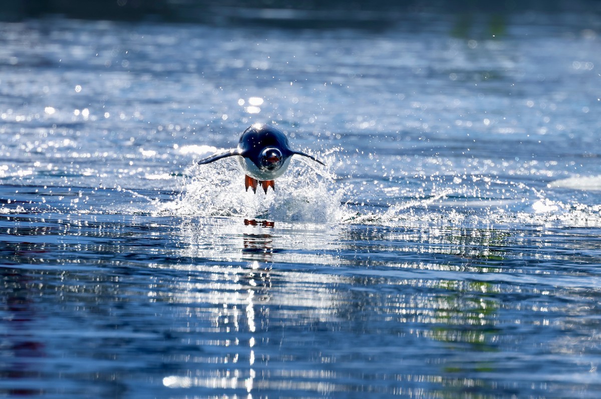 Gentoo Penguin - ML646512583