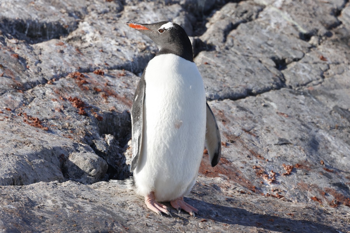 Gentoo Penguin - ML646512584
