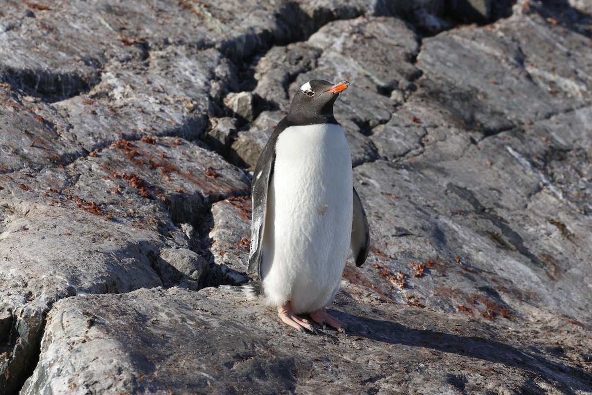Gentoo Penguin - ML646512585
