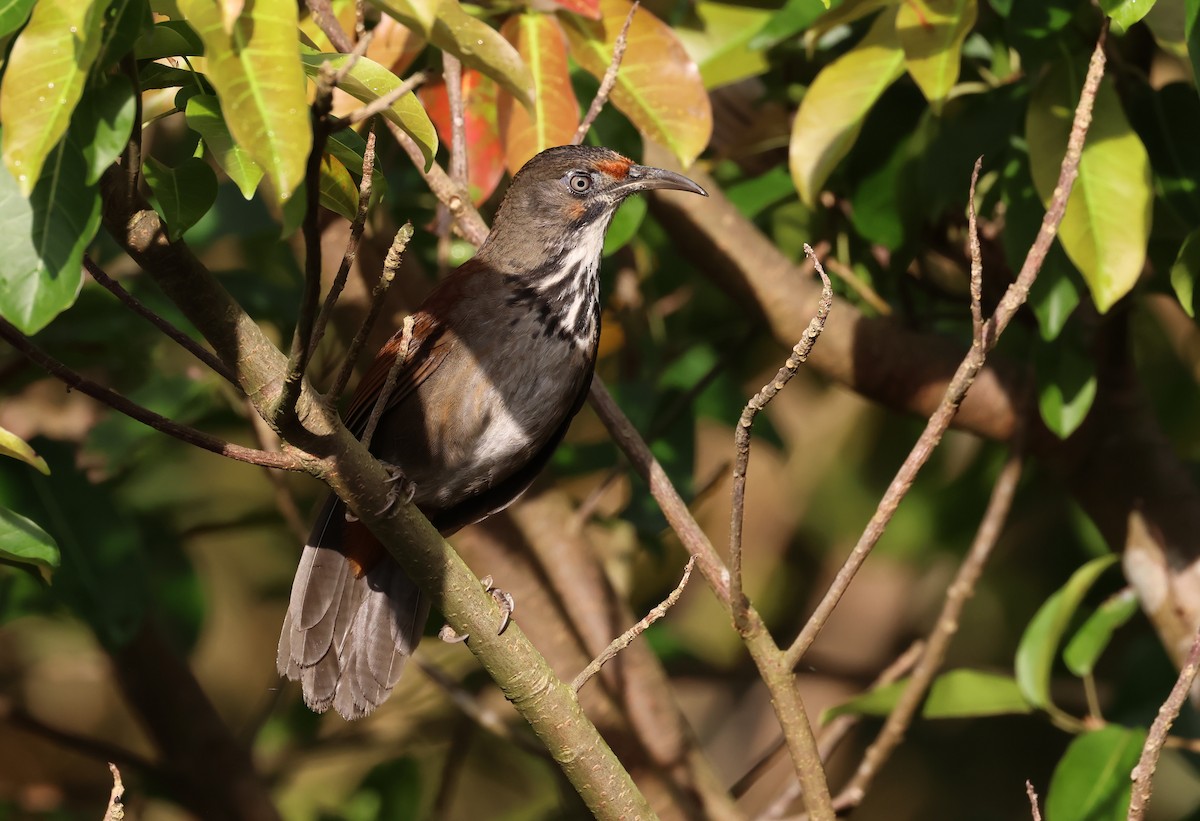 大彎嘴 - ML646512586