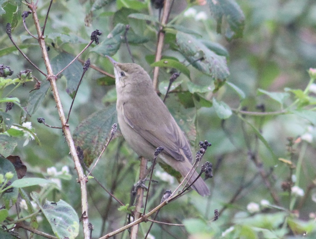 Blyth's Reed Warbler - ML646512587