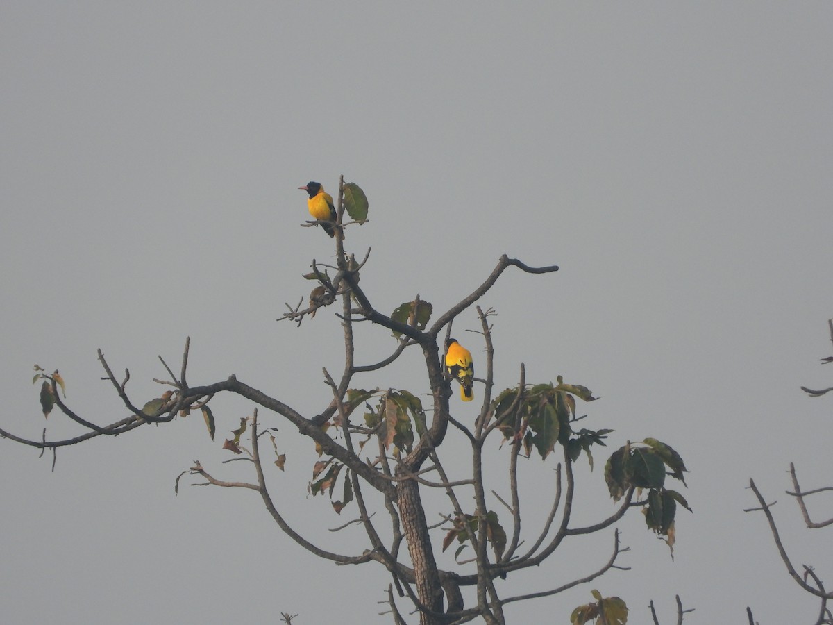 Black-hooded Oriole - ML646512588