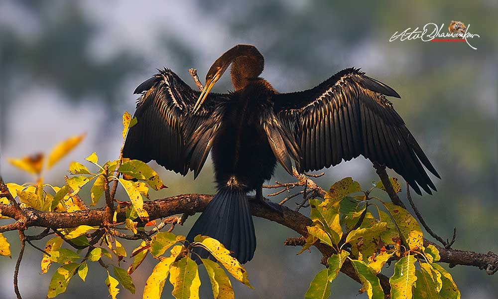 Oriental Darter - ML646512589