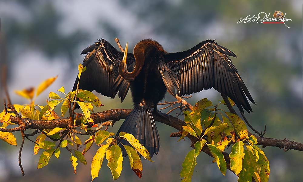 Oriental Darter - ML646512591