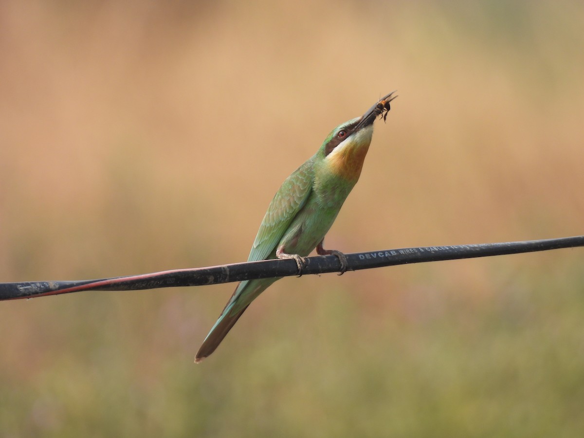 Blauwangenspint - ML646512592