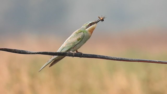 Abejaruco Persa - ML646512594