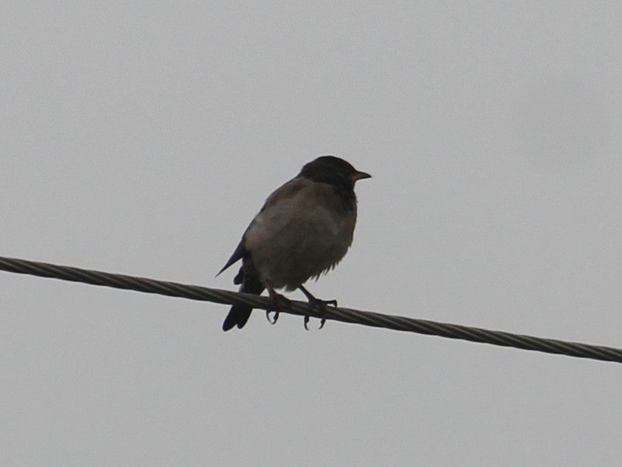 Rosy Starling - ML646512602