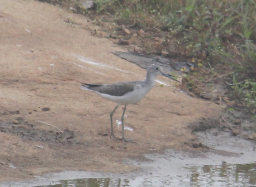 Common Greenshank - ML646512607