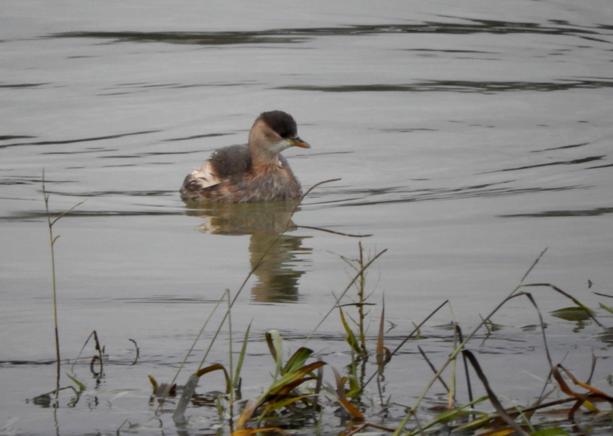 Grèbe castagneux - ML646512609
