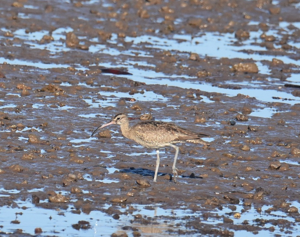 Eurasian Whimbrel (Siberian) - ML646512613