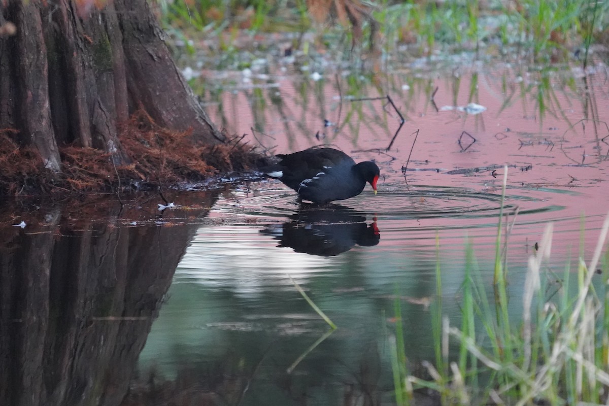 Американская камышница - ML646512615