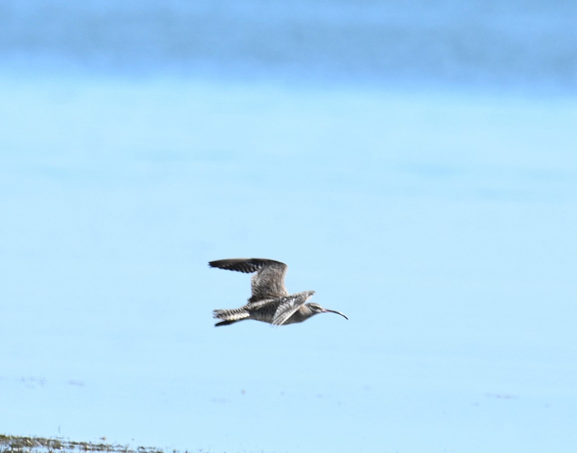 Eurasian Whimbrel (Siberian) - ML646512618