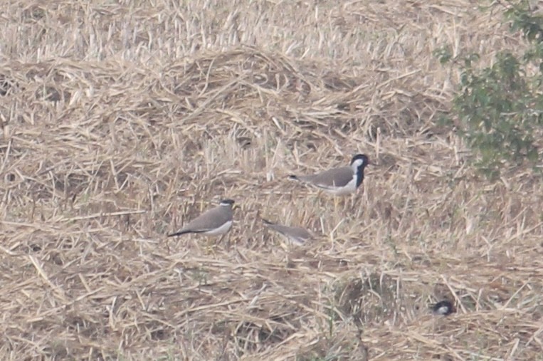 Yellow-wattled Lapwing - ML646512619