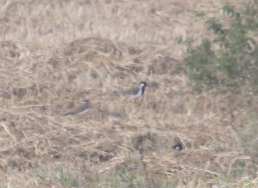 Yellow-wattled Lapwing - ML646512620