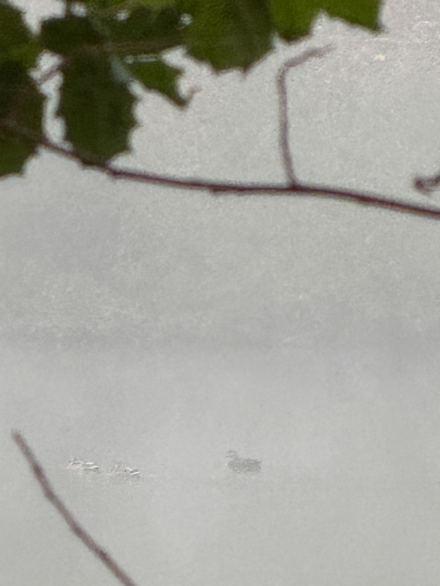 Ahate iluna - ML646512622