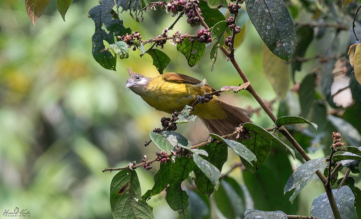 White-throated Bulbul - ML646512623
