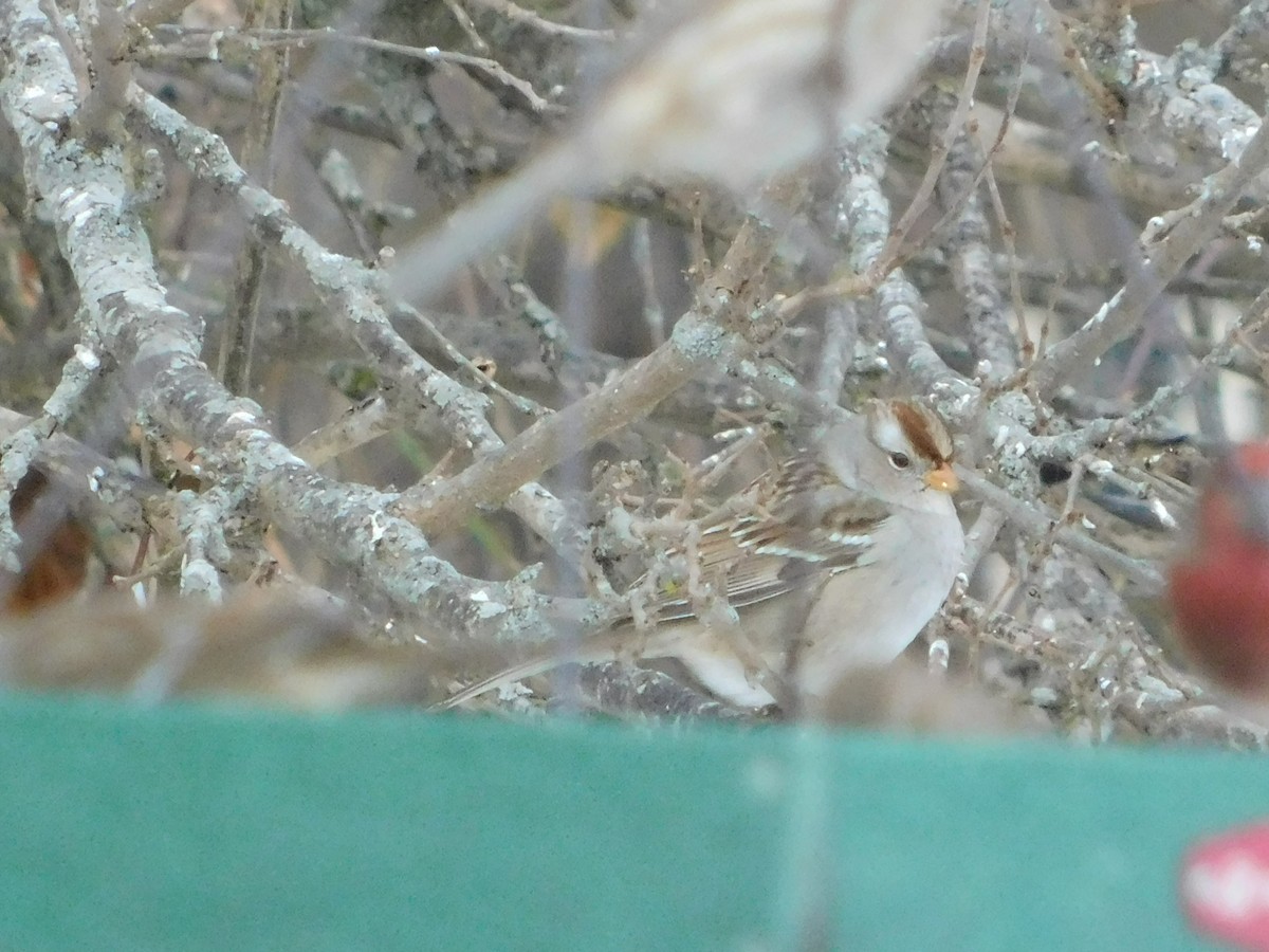 White-crowned Sparrow (Gambel's) - ML646512625