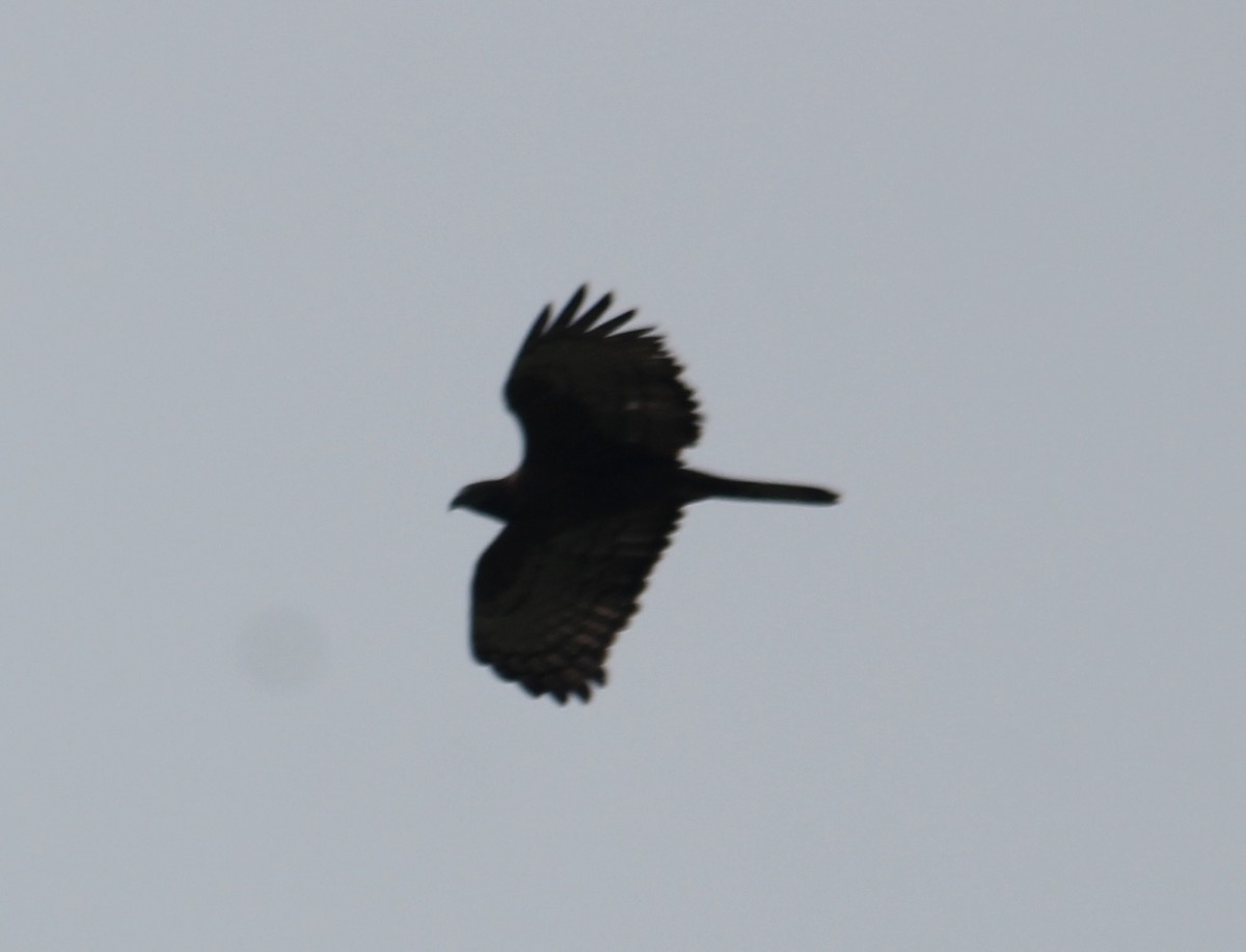 Oriental Honey-buzzard - ML646512626