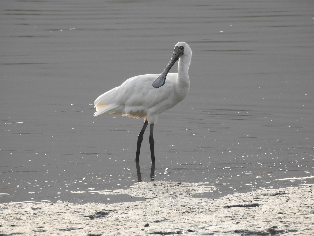 Küçük Kaşıkçı - ML646512627