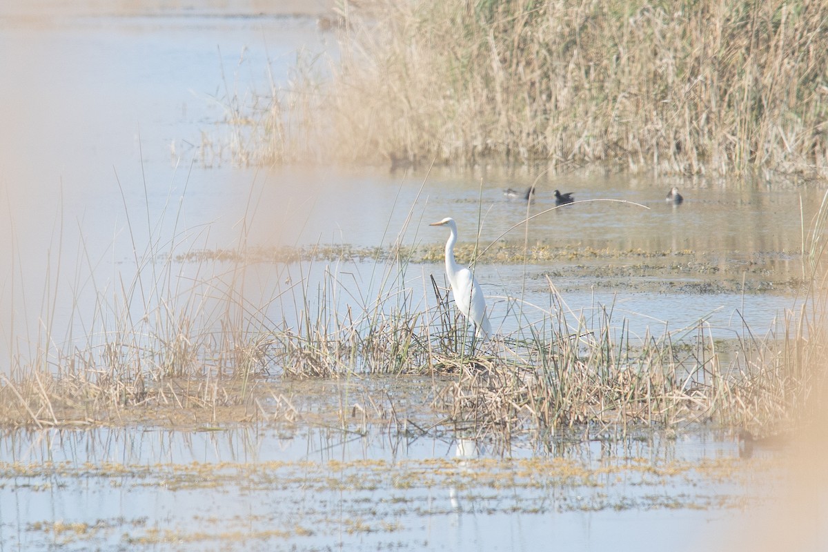 Medium Egret - ML646512632