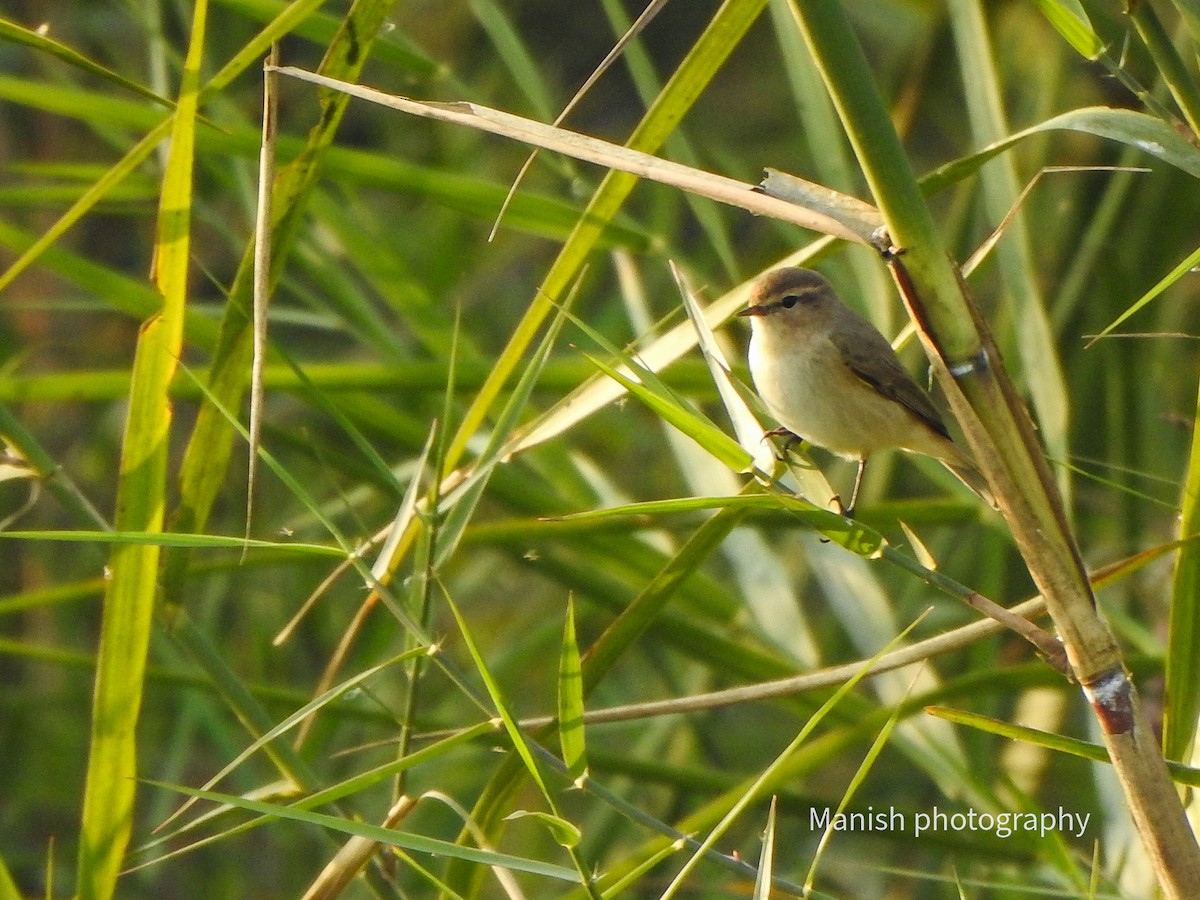 Çıvgın - ML646512635