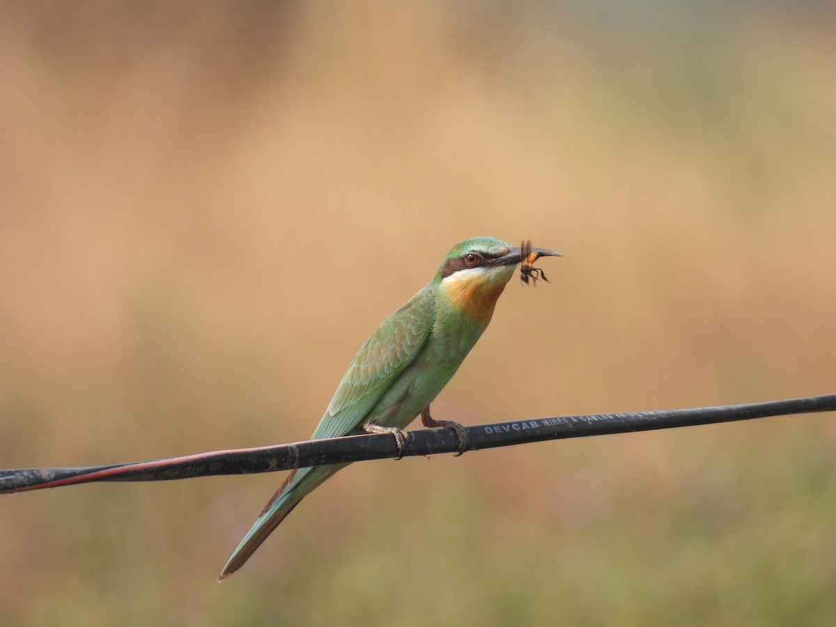 Blauwangenspint - ML646512637