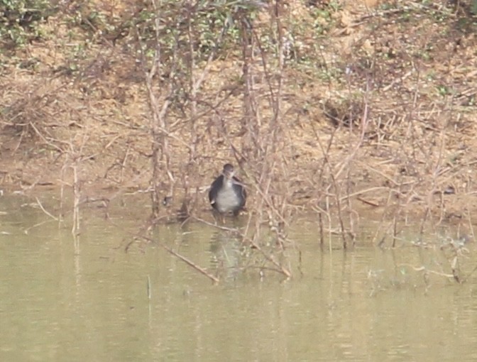White-breasted Waterhen - ML646512638
