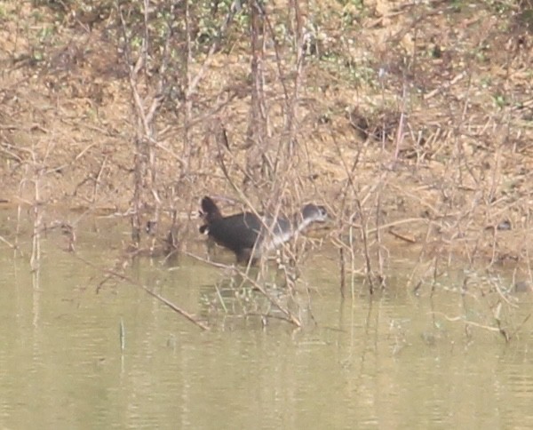 White-breasted Waterhen - ML646512639