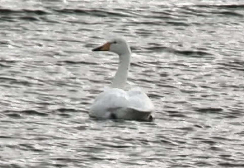 Ötücü Kuğu - ML646512641